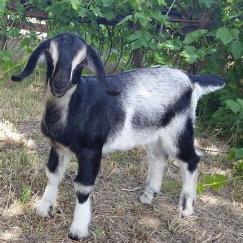  . . Craigslist goats for sale